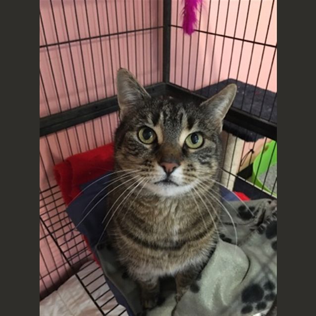 Photo of Pepper