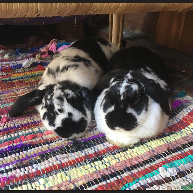 Photo of Diego And Buggy Bugster 