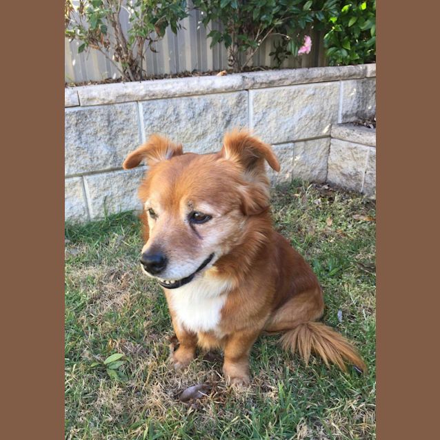 Photo of Zac   Our Cuddly Senior 