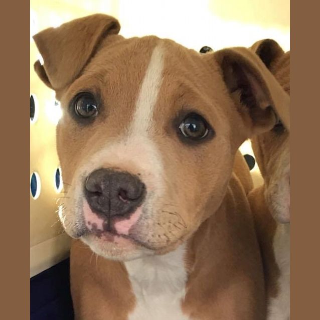 Photo of Abby