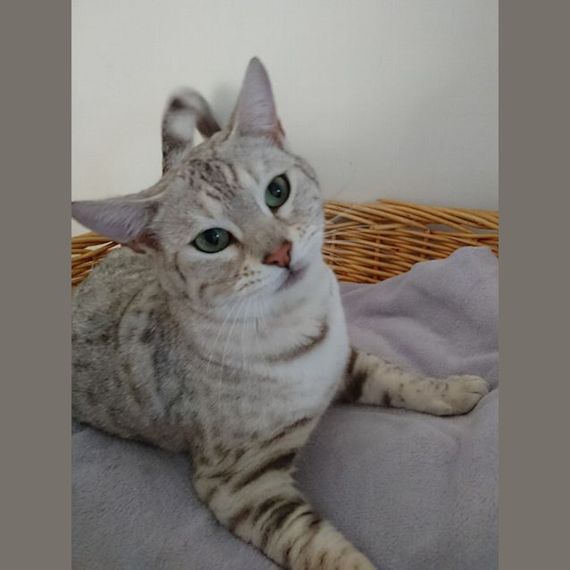 Photo of Nala