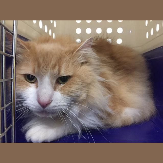 Photo of Ginger (3577)