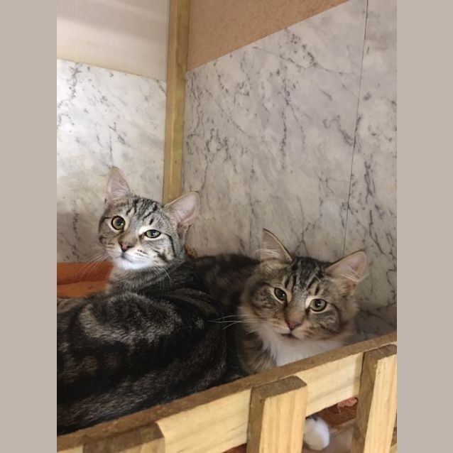 Photo of Simba And Sylvester