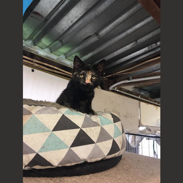 Photo of Dolly