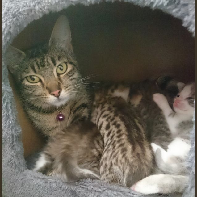 Photo of Cybil