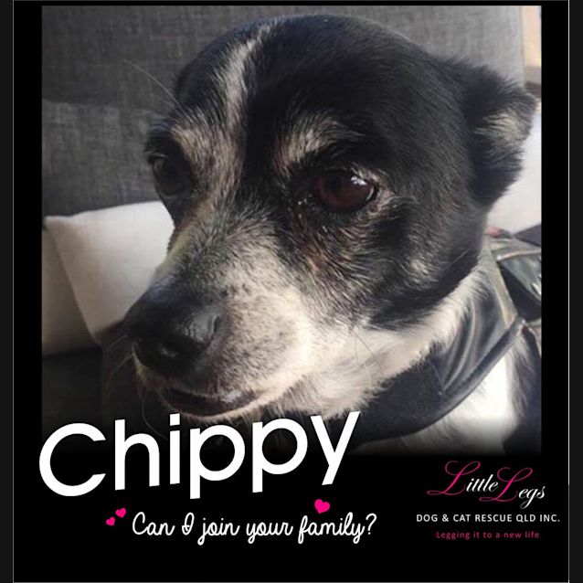 Photo of Chippy