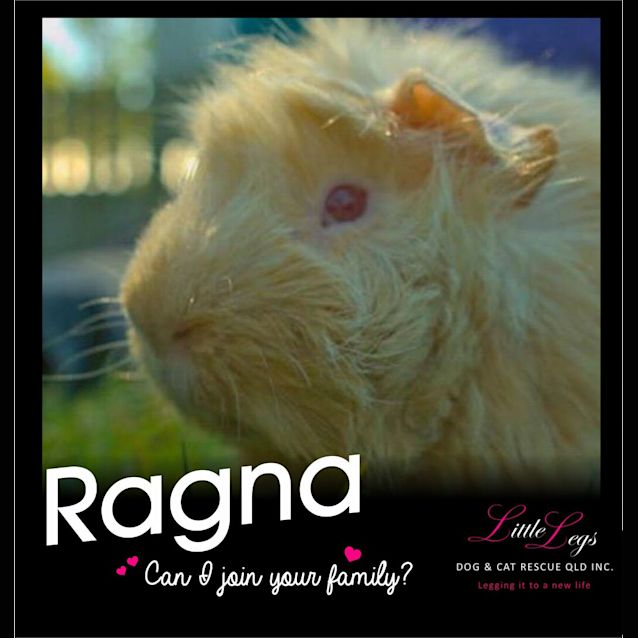 Photo of Ragnar