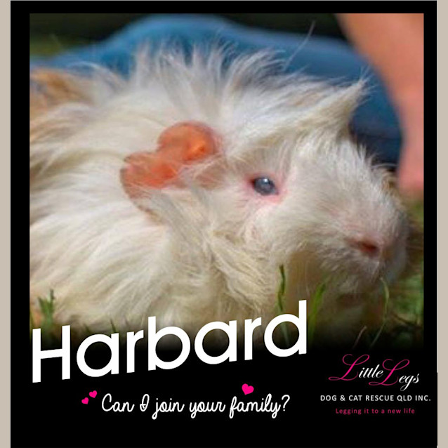 Photo of Harbard