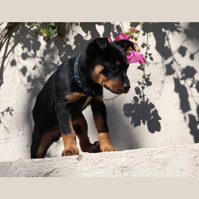 Photo of Max