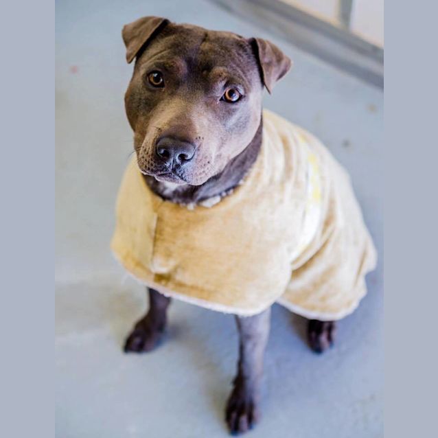 Photo of Toby (3211)