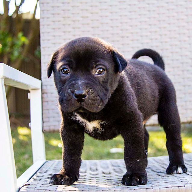 Photo of Pluto ~ Cuddly Lab X Staffy Pup (On Trial 16/9/17)