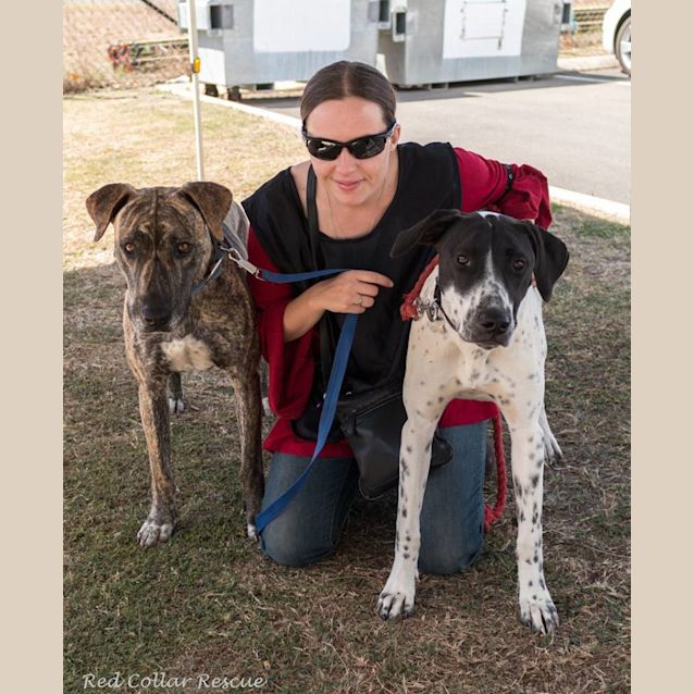 Photo of Cookie (At Rspca Big Adopt Day Sept 16 Brisbane)