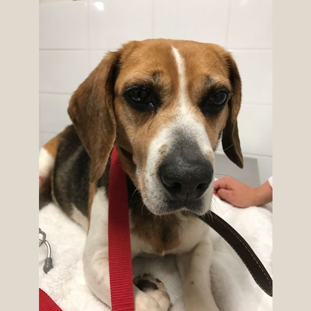 Photo of Coconut 🌴