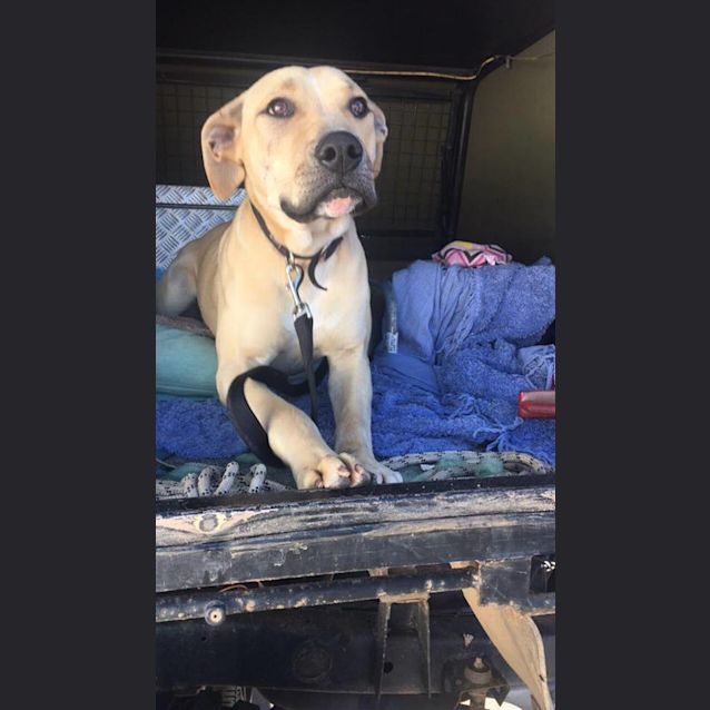 Photo of Mooch, Male, 1yo Mastiff X. 