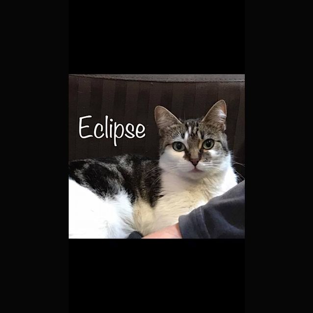 Photo of Eclipse 