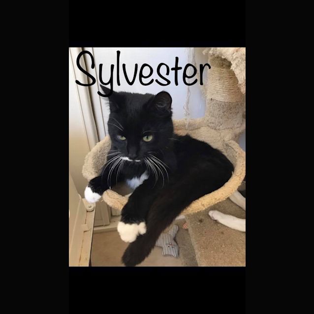 Photo of Sylvester 