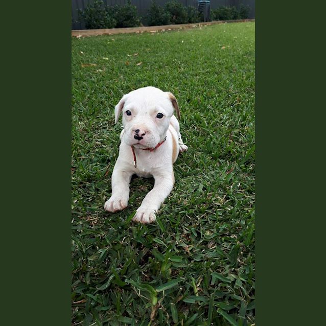 Photo of Ajax
