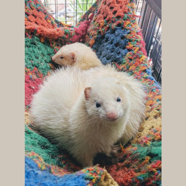 Photo of Missy