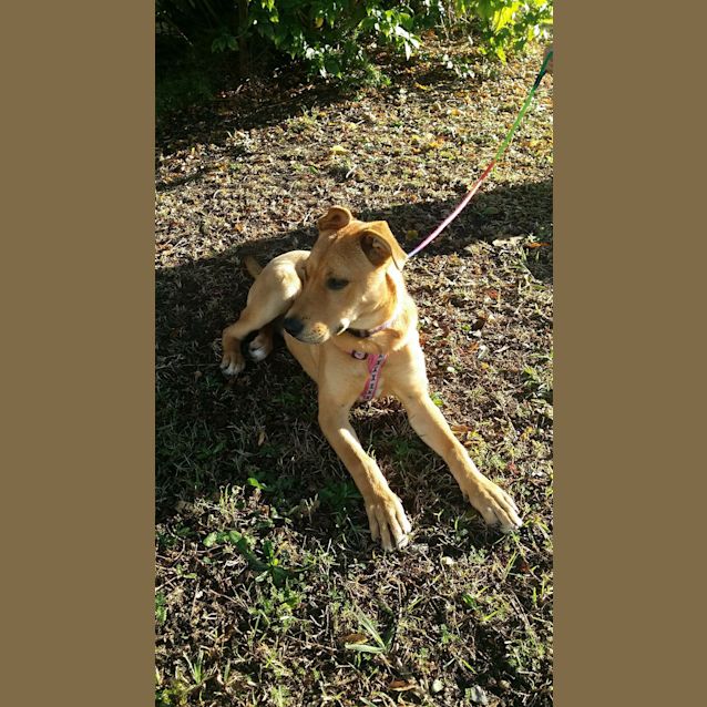 Photo of Nova