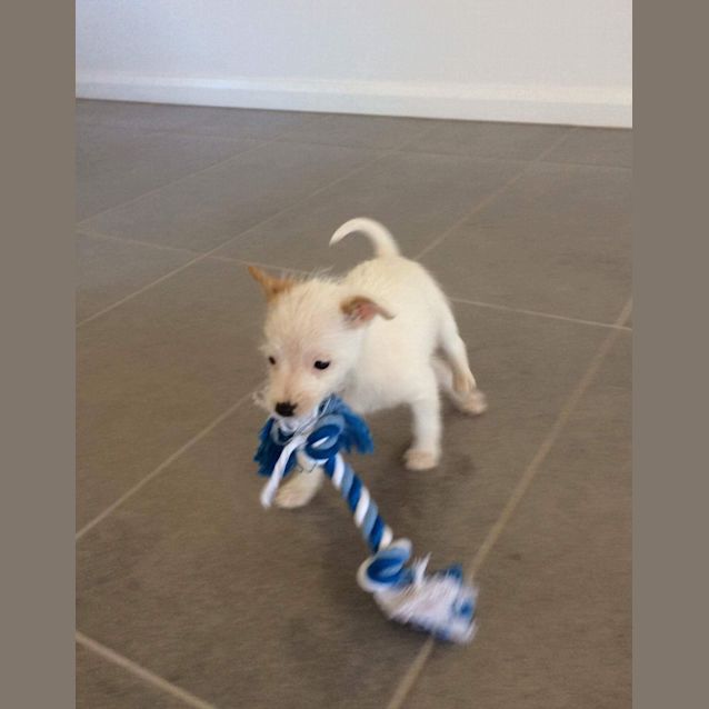 Photo of Sisco  *Adoption Pending*