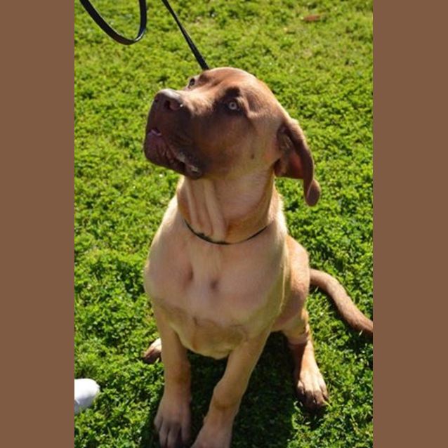 Photo of Bronson Dl1736