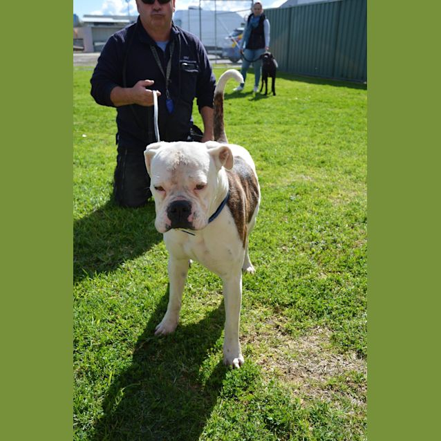 Photo of Bailey Dl1736