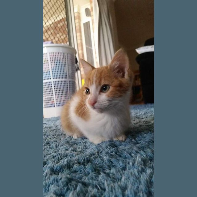 Photo of Cyrus