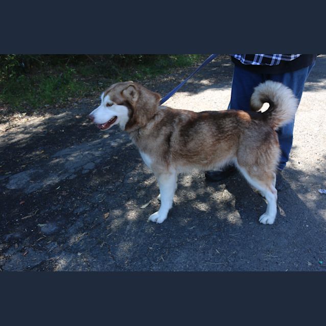 Photo of Brodie