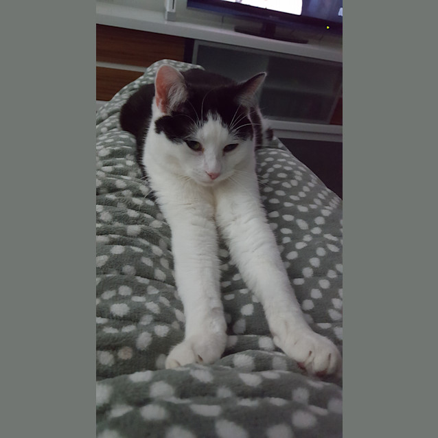 Photo of Maui **2nd Chance Cat Rescue**