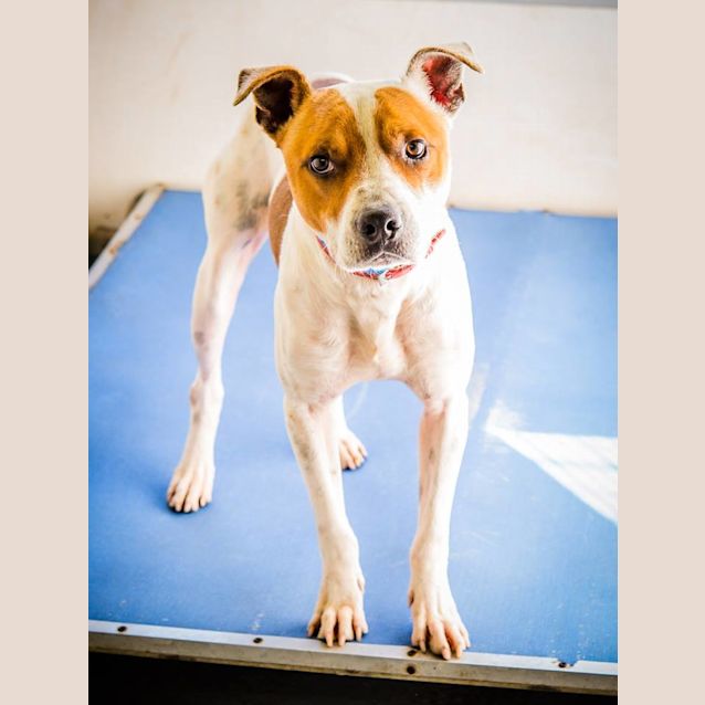 Photo of Banjo (2735)