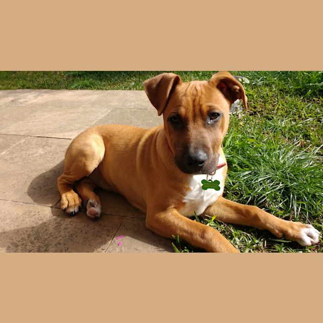 Photo of Sarge