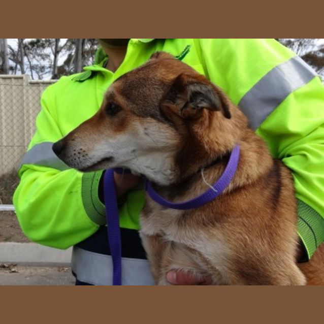 Photo of Ginger
