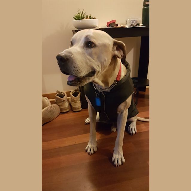 Photo of Hank Dl1602