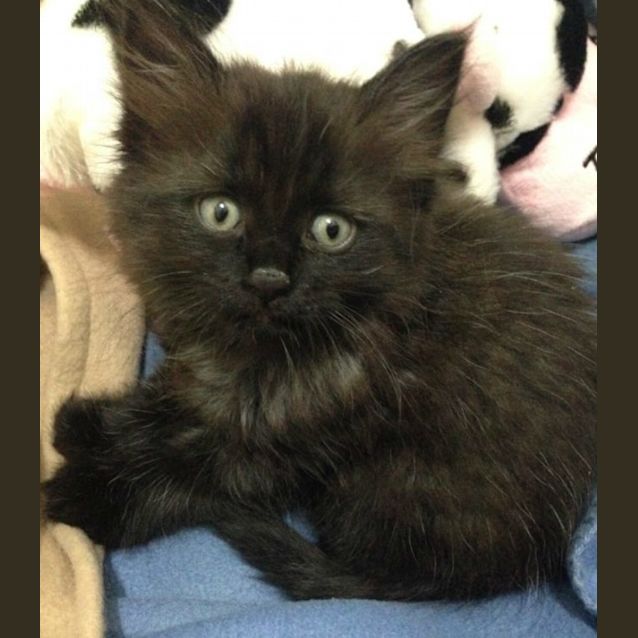 Photo of Ajani