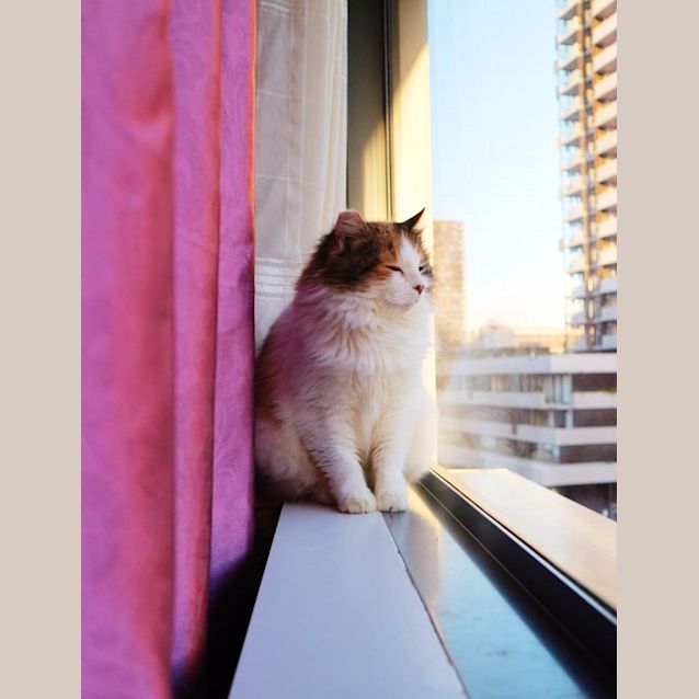 Photo of Eevee