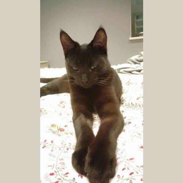 Photo of Marvin
