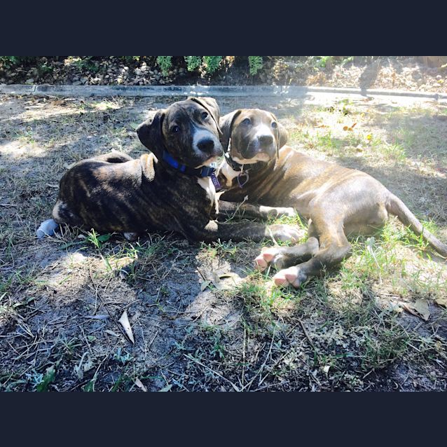 Photo of Nadia   Will Be At Rspca Big Adopt Out