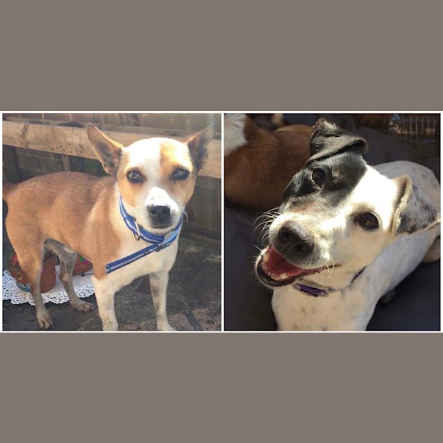 Photo of Mindy & Boxer   The Lovable Pair