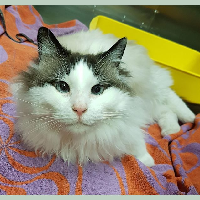 Photo of Paw Mccatney