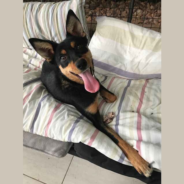 Photo of Lana **Adopted**