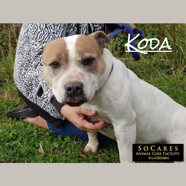 Photo of Koda