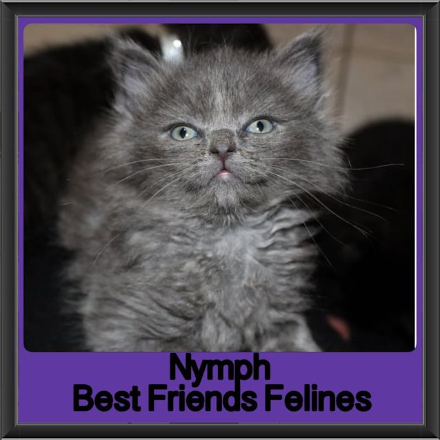Photo of Nymph