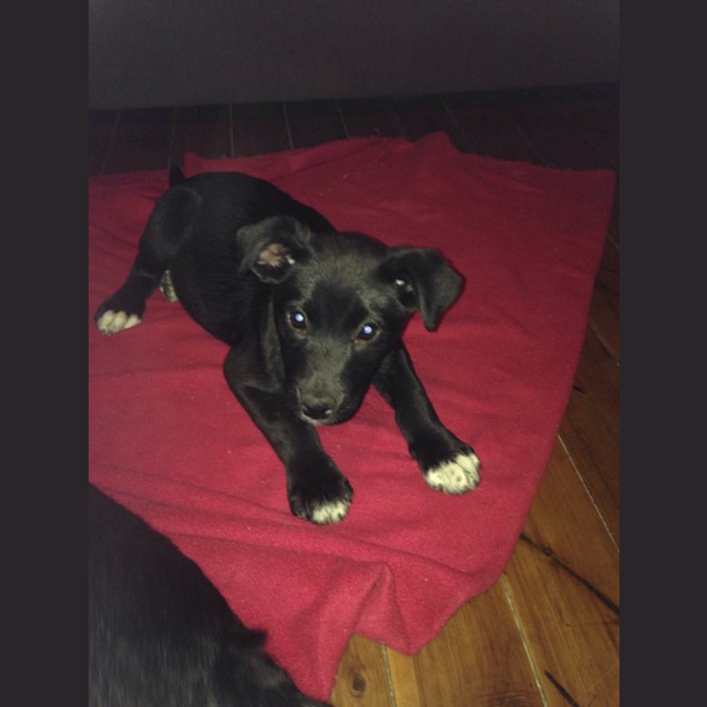 Photo of Willow 
