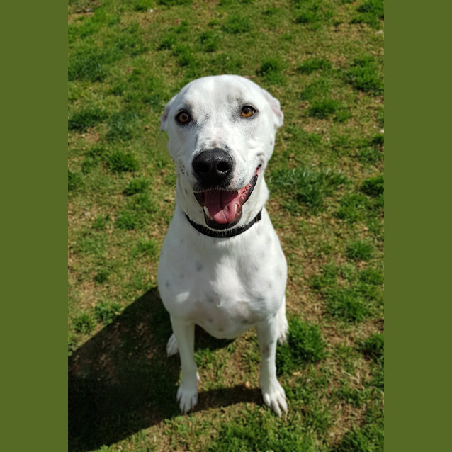 Photo of Buddy