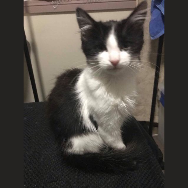 Photo of Squeak 