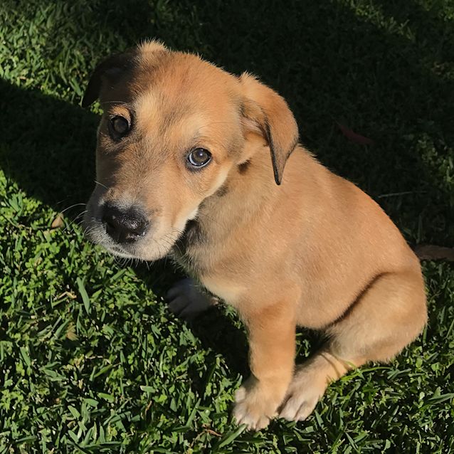 Photo of Boo ~ Lovely Mastiff X Puppy (On Trial 15/9/17)