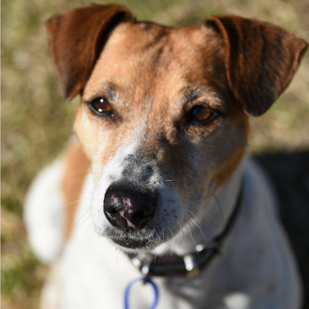 Photo of Cindy Lou ~ Terrier X (On Trial 8/9/17)