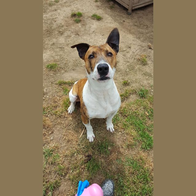 Photo of Boof