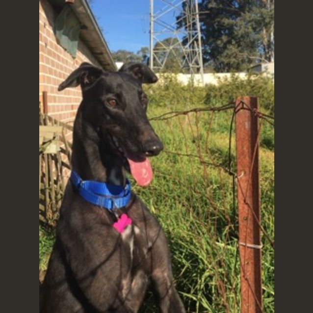 Photo of Marlo (In Foster 5 Feb)
