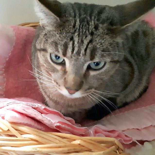 Photo of Juno
